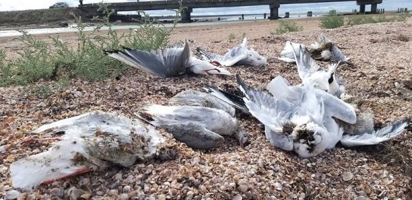 На двох лиманах Одещини зафіксували масову загибель птахів