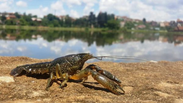С сегодняшнего дня в Бессарабии разрешили ловить раков в реке Дунай и придунайских озерах