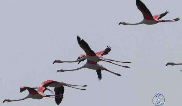В Бессарабию прилетели редкие розовые фламинго