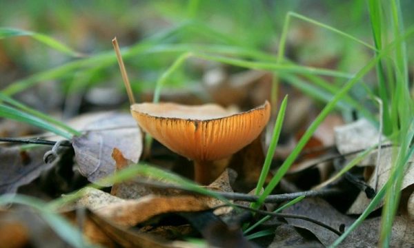 На Одещині фіксують перші випадки отруєння грибами