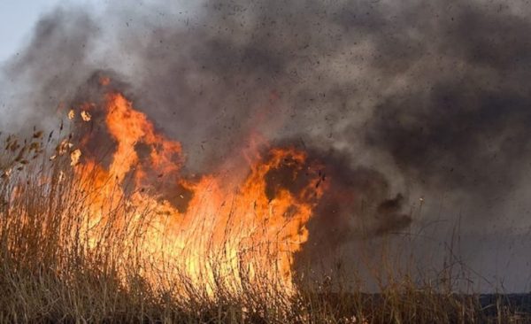 У Дунайському біосферному заповіднику згоріло понад 1000 гектарів очерету