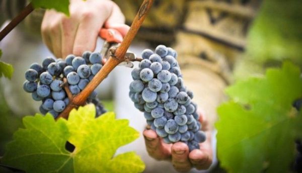 Аграрії Болградського району завершили збір пізніх зернових та винограду – яка врожайність цього року