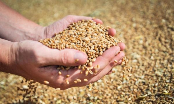 Українські аграрії зібрали майже 40 млн тонн зерна нового врожаю