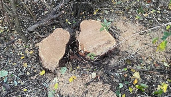 53-річного жителя Татарбунарської громади, якого викрили на незаконній порубці дерев, притягнуть до кримінальної відповідальності