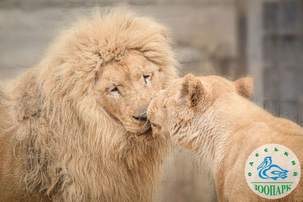 В Одеському зоопарку обрали закохану пару року (фото)