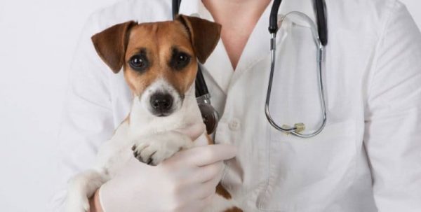 З 15 березня в Арцизі розпочнеться стерилізація безпритульних тварин