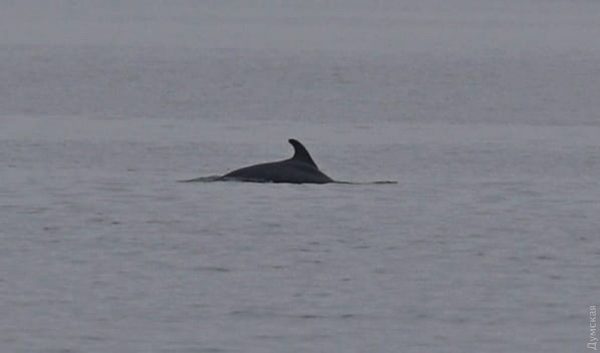Природа очищається: біля узбережжя Одеської області помітили першу зграю дельфінів