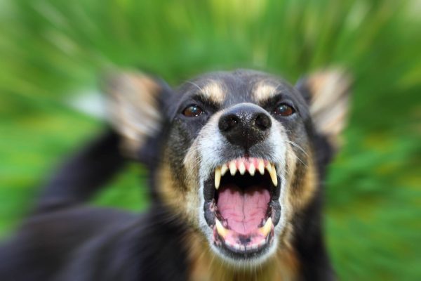 На території одного з сіл Білгород-Дністровщини виявили сказ у собаки