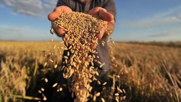 В Одеській області прогнозують хороший урожай пшениці