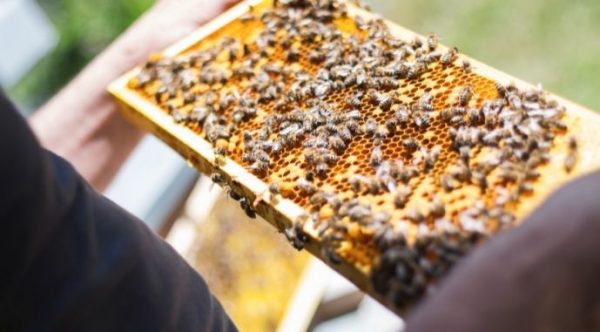 На Одещині масово гинуть бджоли: в чому причина