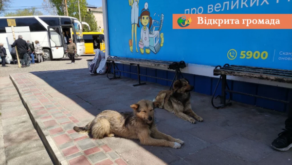 Майже 100 тисяч виділили з бюджету Болградської міської ради на безпритульних тварин