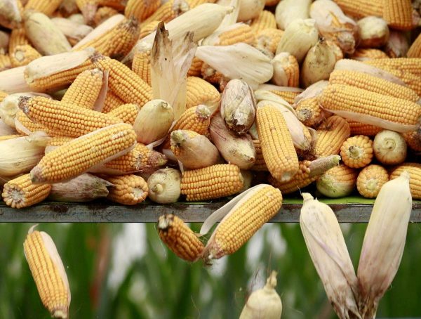 У Молдові передумали запроваджувати обмеження на українське зерно