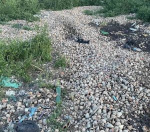 Жителі курортного села на Одещині скаржаться на сморід від переробки рапанів