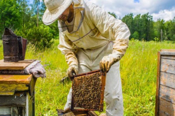 В Болграді власник бджіл заплатить штраф за їх незаконне утримання