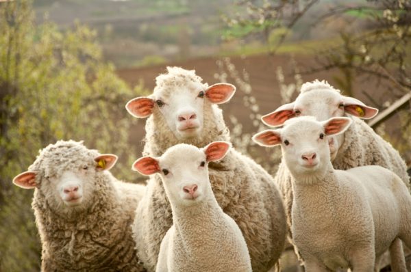 Культуру вівчарства Одеської області додали до списку культурної спадщини України