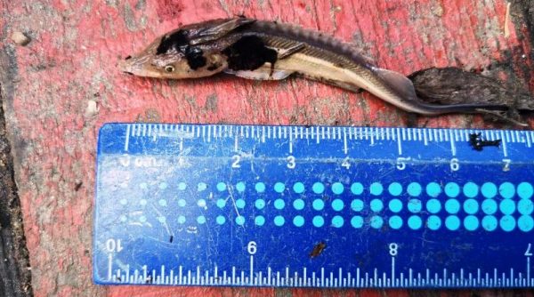 На Дунаї наступні дев’ять днів заборонено промисловий вилов риби сітками – причина
