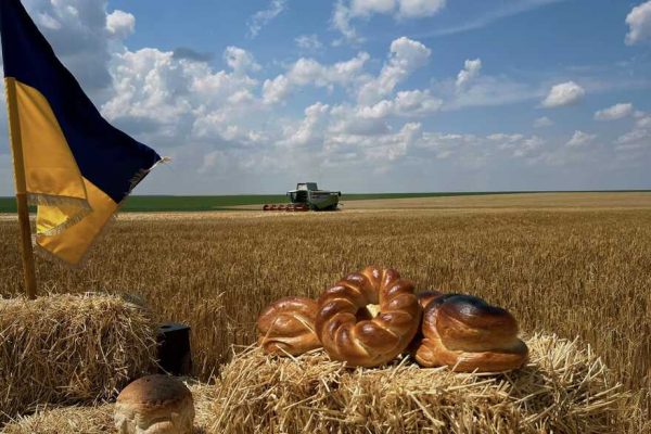 Жнива 2023: які райони Одеської області у лідерах врожайності