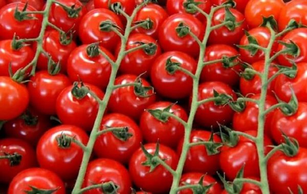 Заводу Чумак для роботи необхідно 1200 га томатів в Одеській області