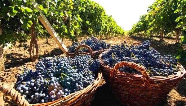 Близько 7% території виноградників півдня України постраждали через ворожі обстріли – Одеська ОВА