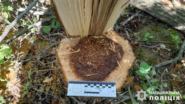 Поліцейські повідомили жителю міста Арциз про підозру у незаконній порубці дерев у захисних лісових насадженнях