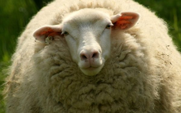 У Вилківській громаді в фермера зникло півтисячі овець