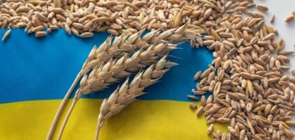Збір ранніх зернових в Одеській області завершився: оприлюднені показники