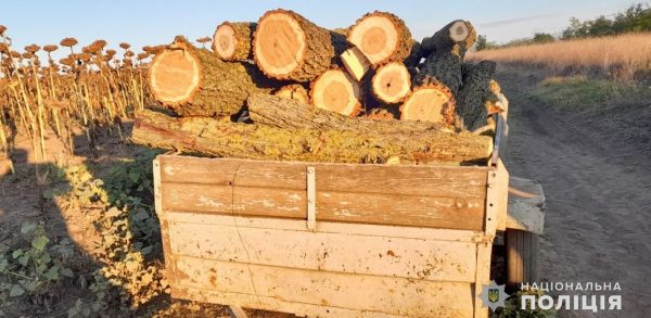 68-річному жителю Арциза загрожує щонайменше чималий штраф за незаконну порубку дерев