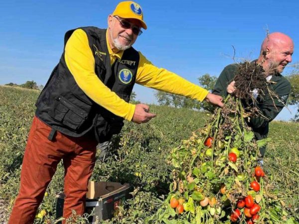 Рекорд України: фермер з Одеської області зібрав 192 помідори з одного куща