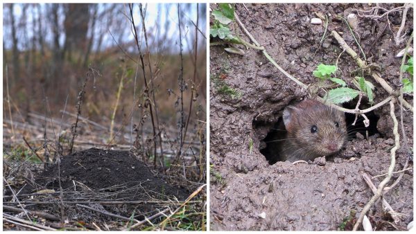 Аграріїв Одещини попереджають про міграцію мишоподібних гризунів