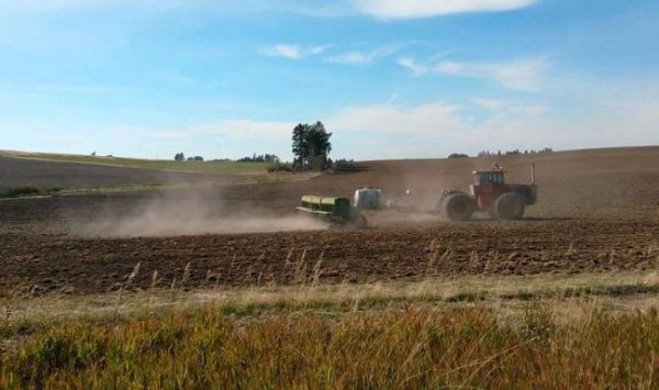 Озимими зерновими на Одещині засіяли лише 44% запланованих площ