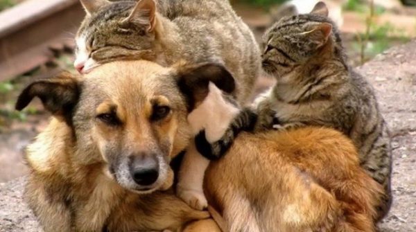 Порахують котів і собак: в Україні створюють Реєстр домашніх тварин