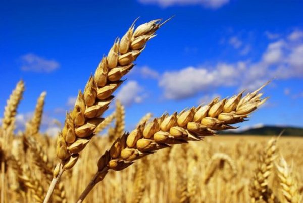 Європейські сусіди України просять повернути мита на українське зерно