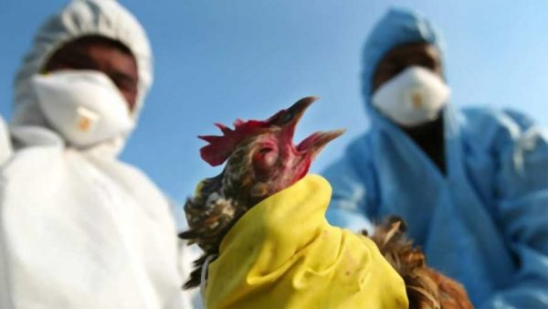 В Болградській громаді зафіксовано пташиний грип