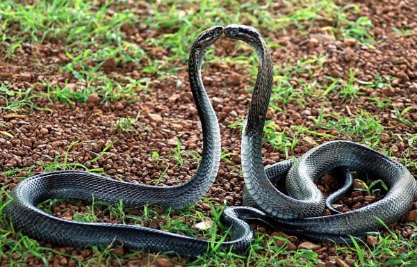 Увага, змії! Жителів Одеської області попереджають про початок сезону розмноження рептилій