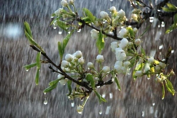 У перші дні травня на Одещині дощитиме