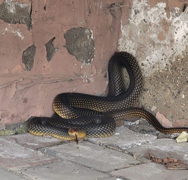 В Одесі змія налякала мешканців п`ятиповерхівки і вкусила директора зоопарку, який рятував її