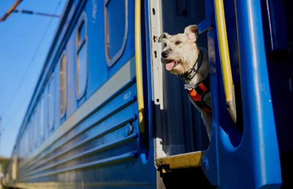 В Україні оновлять правила перевезення тварин у поїздах
