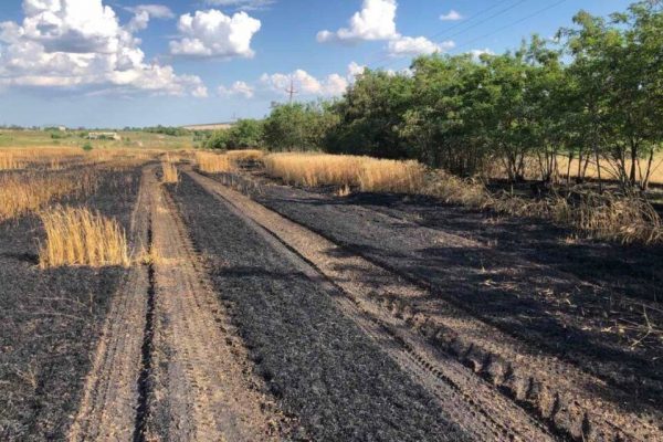 На Болградщині згоріло поле з пшеницею: рятувальники нагадують правила пожежної безпеки під час збиральної кампанії