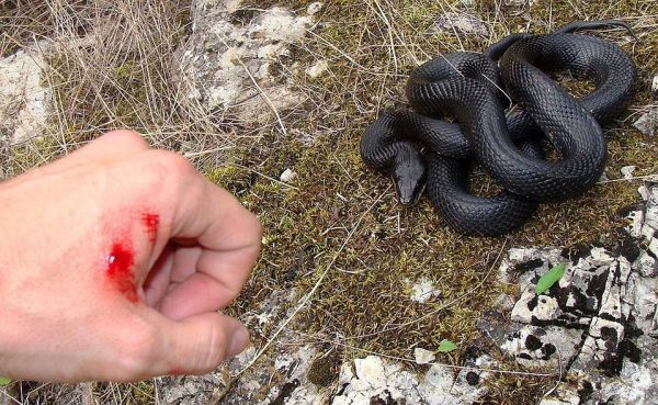 Обережно ─ змії: мешканців Одещини попереджають про небезпеку