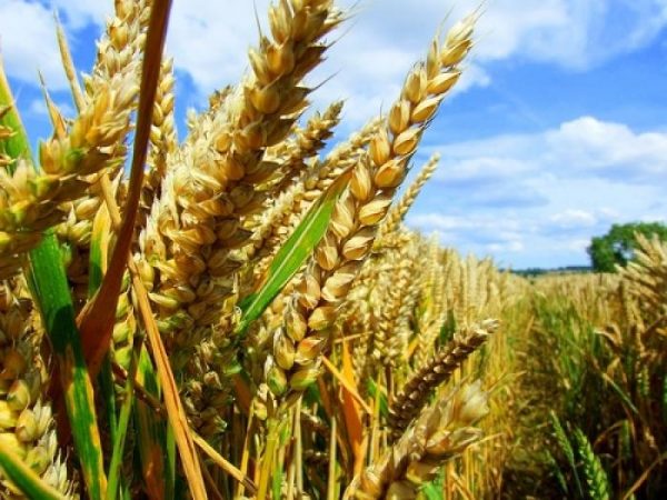 В Болградському районі зібрано понад половину врожаю зернових та зернобобових культур