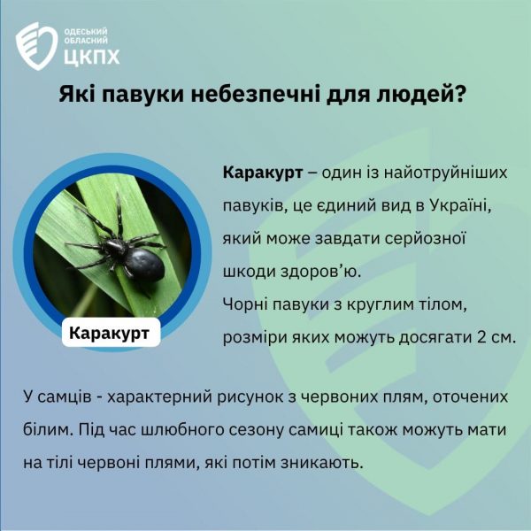 Фахівці розповіли, які павуки є небезпечними для людей на Одещині