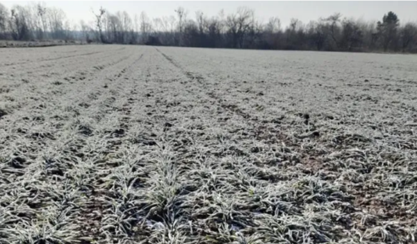 Стан озимих культур на Одещині у січні залишається добрим і задовільним