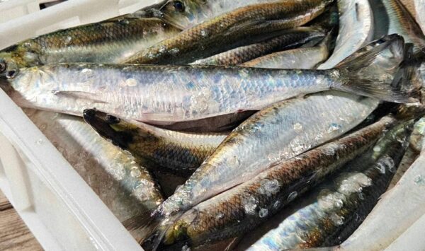 У Бессарабії стартував сезон «дунайки»: ціни на перший оселедець шокують